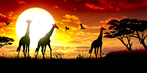 afrykańskiego safari giraffes sylwetki z gorącym słońcem - safari animals safari giraffe animals in the wild stock illustrations