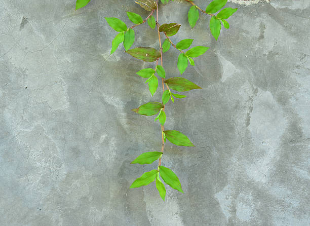 istock Green ivy plant 478443984