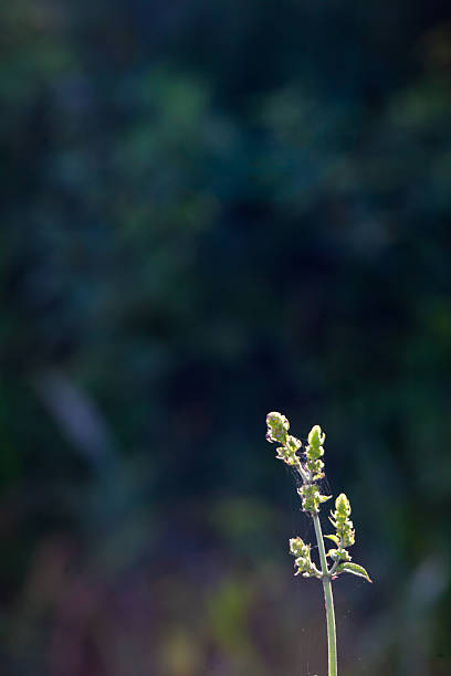 istock Green plant with back light for nature background 478445528