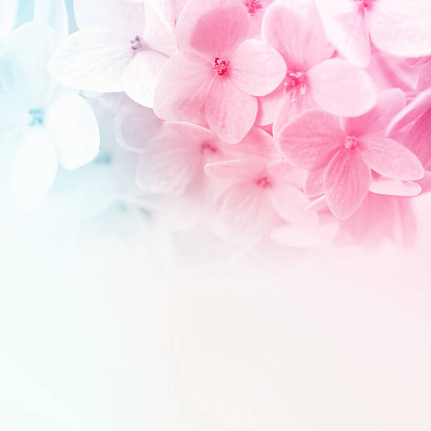 istock vivid color flowers in soft and blur style 478448070