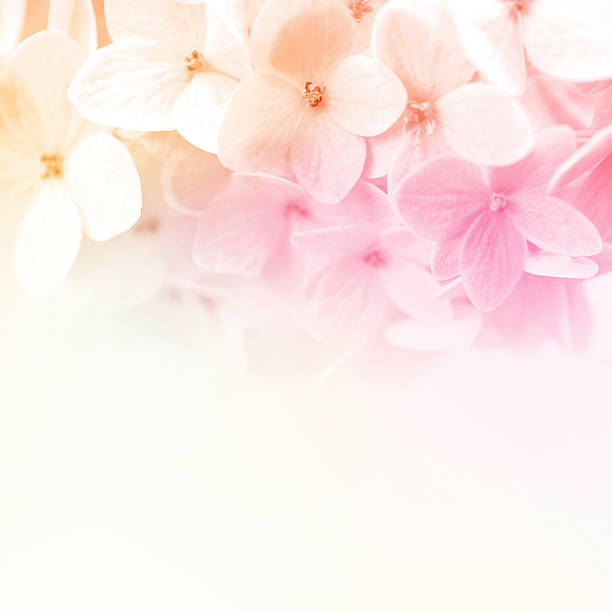istock vivid color flowers in soft and blur style 478448072