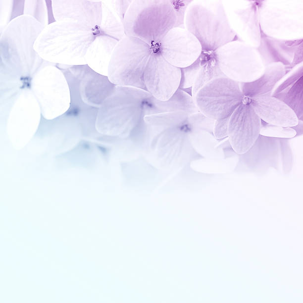 istock vivid color flowers in soft and blur style 478448074