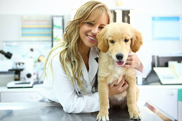 istock Vet and a puppy. 478450391