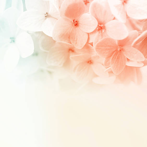 istock vivid color flowers in soft and blur style 478450898
