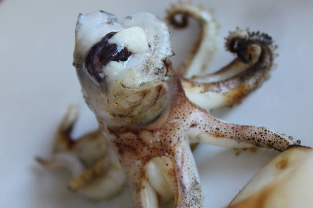 istock Seafood octopus and scallops, grilled 478451238