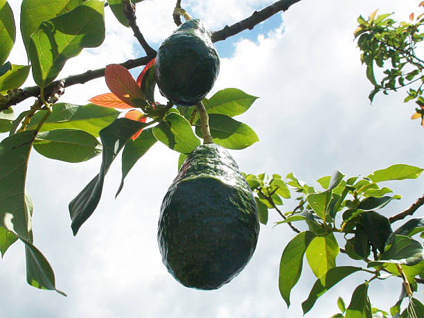 Avocado Fruits Hanging In The Caribbean Tropical Climate Bush