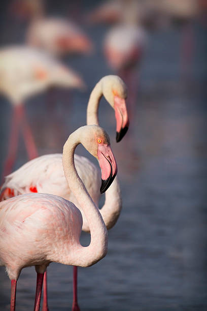 4,100+ Flamingo Camargue Stock Photos, Pictures & Royalty-Free Images -  iStock
