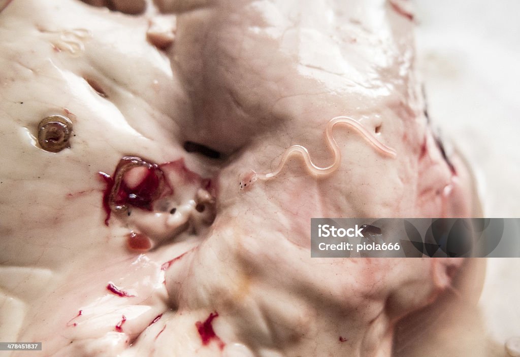 Anisakis nematode 고기잡이 기생충 over 간 및 기타 장기가 끼어 있는지 - 로열티 프리 아니사키스 스톡 사진