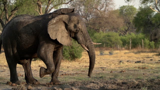 Slow motion of elephant shaking head irritably.Botswana