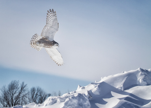 Snowy owl in flight with outstretched wings.  Winter in Minnesota.