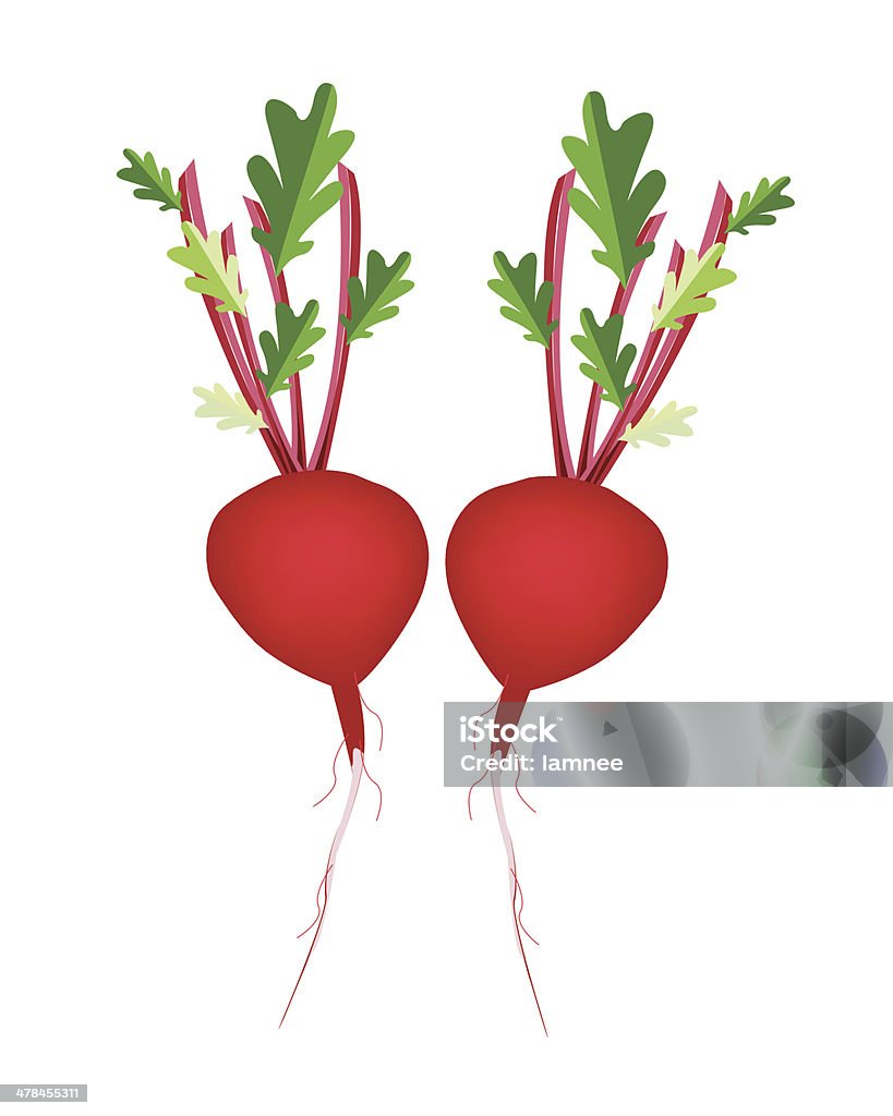 Zwei Rettich Und Rote Rübe Auf Weißem Hintergrund Stock Vektor Art und mehr Bilder von Abnehmen Zwei Rettich Und Rote Rübe Auf Weißem Hintergrund Stock Vektor Art und mehr Bilder von Abnehmen