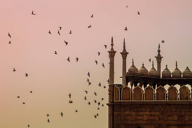 Jama Masjid,Agra,birds,mosque,India