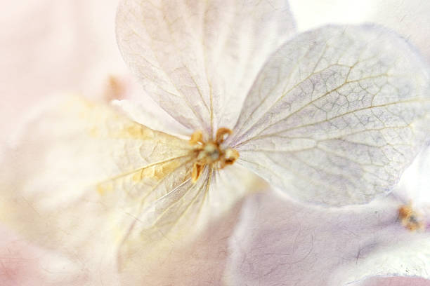 istock vivid color rose in soft style on mulberry paper texture 478456108