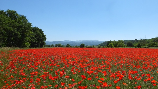 Poppy field in springtime