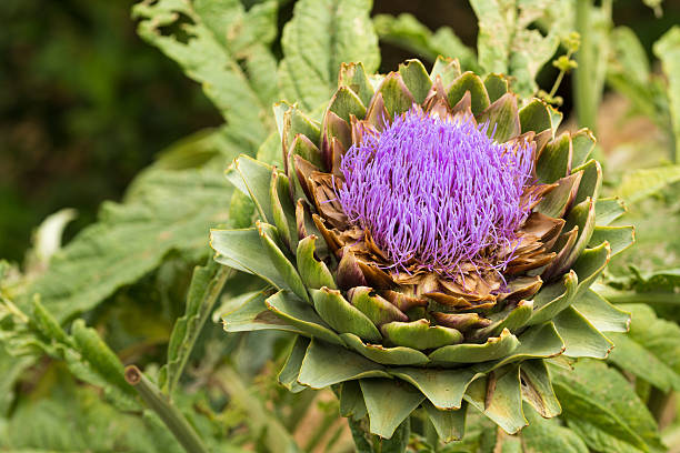 istock Ripe Artichoke Bloom. Close up with natural light. Sicily. 478458318