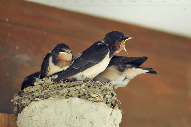 istock Swallow of juvenile 478458672
