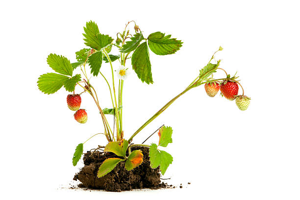 planta de morango isolado - strawberry plant imagens e fotografias de stock