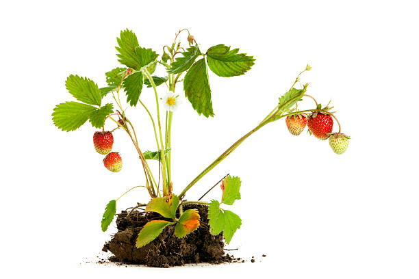 клубничный plant изолированные - strawberry plant стоковые фото и изображения