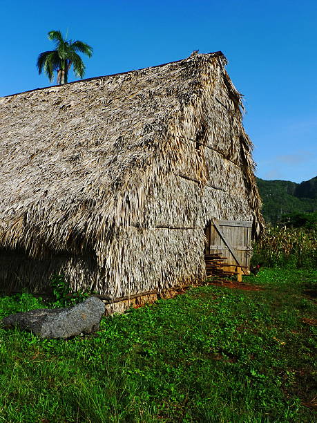 istock Tobacco dryer in Cuba 478459308