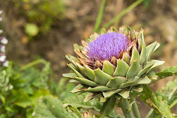 istock Ripe Artichoke Bloom. Close up with natural light. Sicily. 478459552