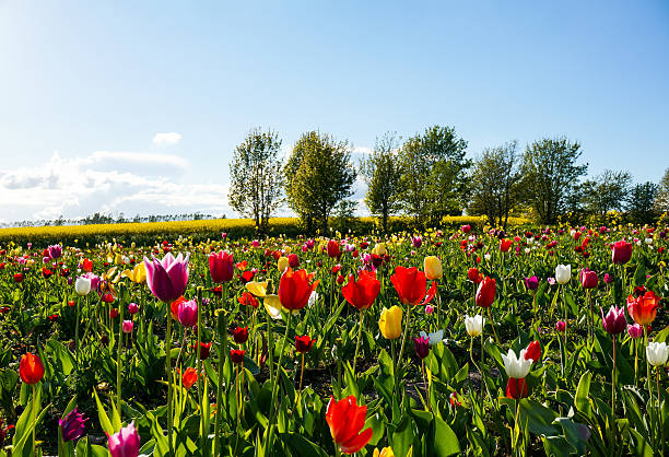 istock Tulip field in the Spring time 478459992