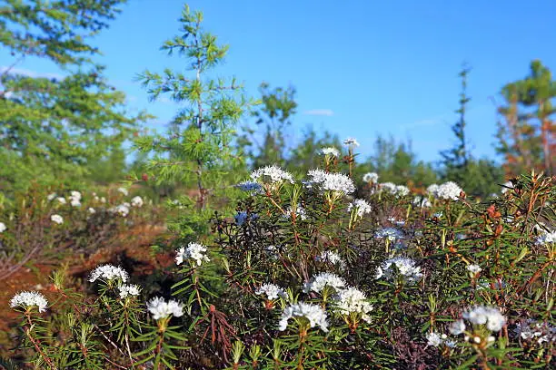 Ledum palustre. The blossoming plant in summer day