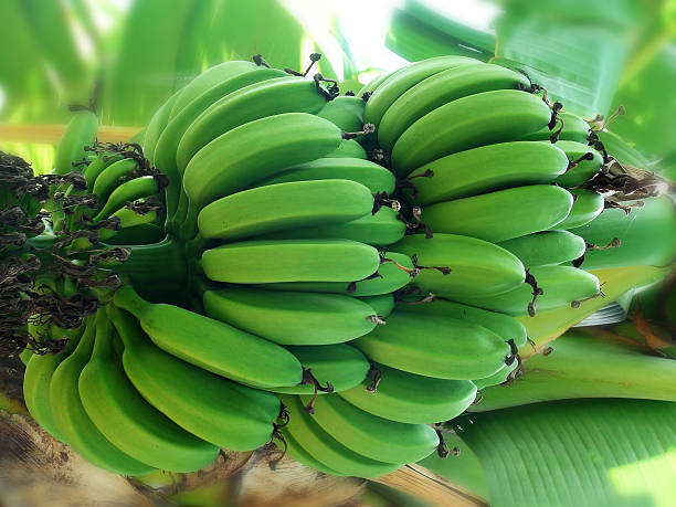 Close Up Of Bunch Of Unripe Bananas On A Tree‏