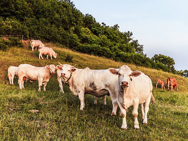 istock White Cows at Giechburg Castle 478460324