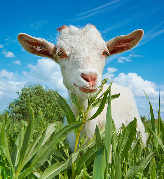 istock White goat in the pasture 478461250