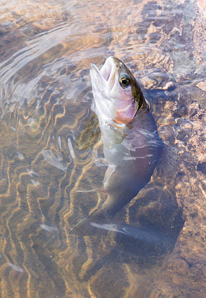 istock Caught on a fishing tackle rainbow trout 478461334