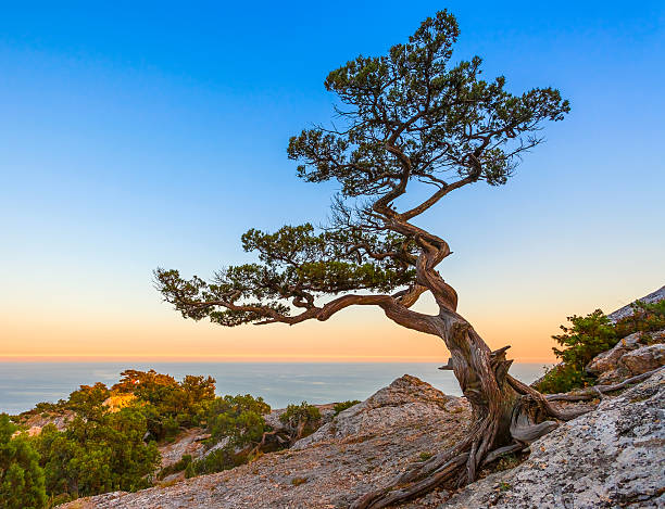 istock Mountain landscape. Ukraine. Crimea. 478461345
