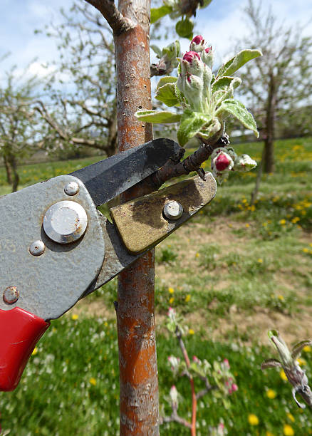 istock Pruning of trees with secateurs in apple orchard 478461608