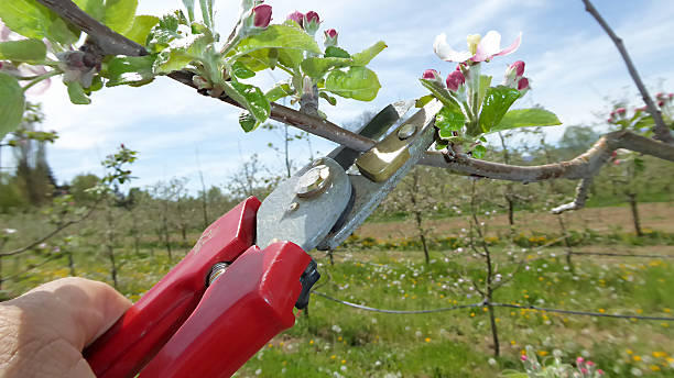 istock Pruning of trees with secateurs in apple orchard 478461646