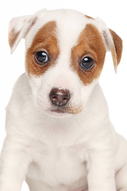 istock Jack Russell terrier isolated on white background 478461740
