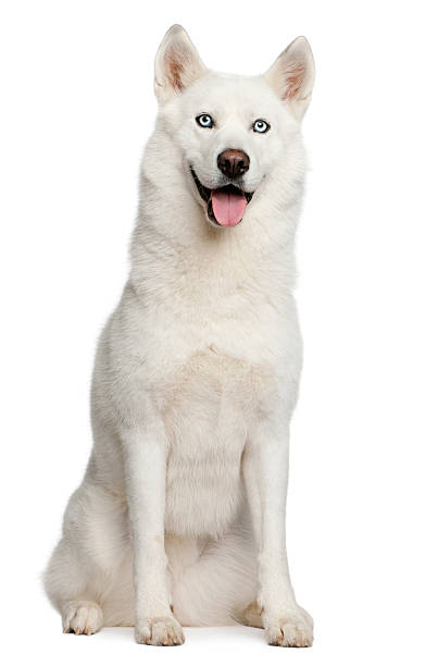 Husky Siberiano Blanco - de fotos imágenes de stock - iStock
