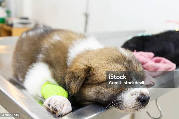 Illness Puppy With Catheter At Its Leg Stock Photo - Download Image Now