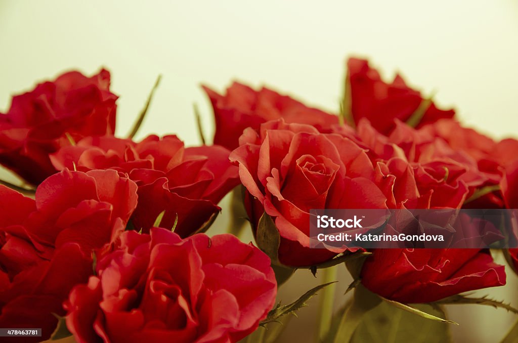 red roses red roses on white background filtered effect Anniversary Stock Photo