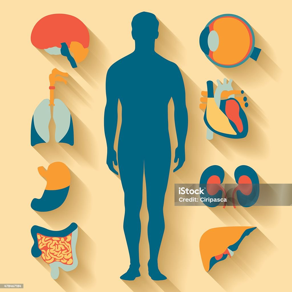 Flat design icons for medical theme. Human anatomy, huge collection Flat design icons for medical theme. Human anatomy, huge collection of human organs 2015 stock vector
