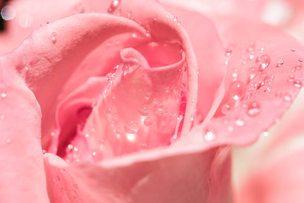 istock Water droplets on pink rose 478467835
