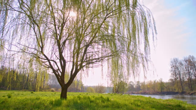 Willow tree by the river