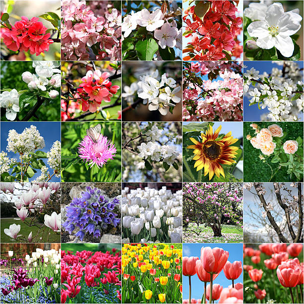 istock Collage with lots of colorful flowers 478468702