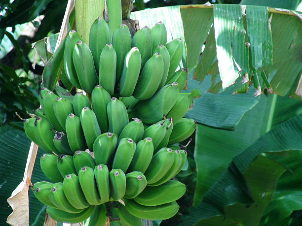 Bunch Of Unripe Bananas In The Caribbean Tropical Climate Bush