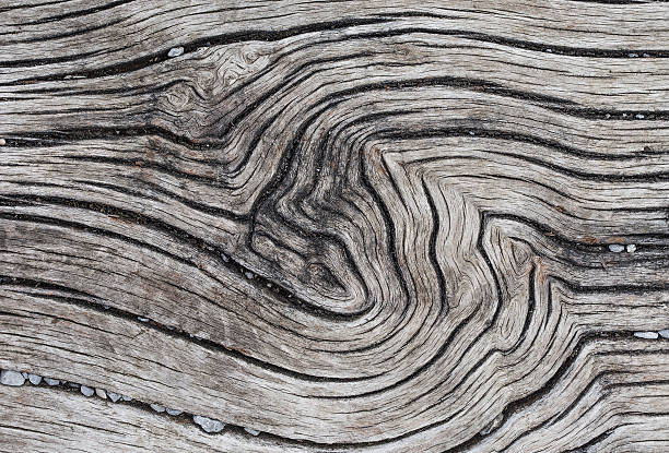 ユニークな木の質感 - bristlecone pine bark tree curve ストックフォトと画像