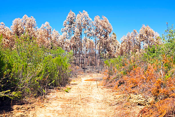 istock Burnt eucalyptus forest in Portugal 478470469
