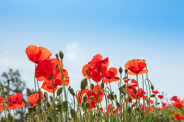 istock Field with beautiful red poppy flowers 478471122