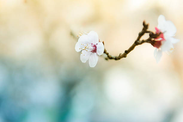 istock Blue Spring Blossom In the Nature on the Beautiful Day 478471591
