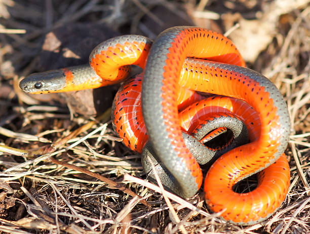 anel de monterey-de-pescoço-cobra - coral snake - fotografias e filmes do acervo