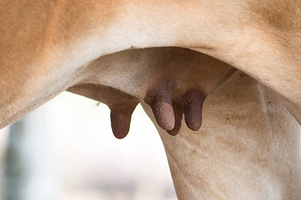 istock nipple for young baby cow with mom eat fresh 478473733