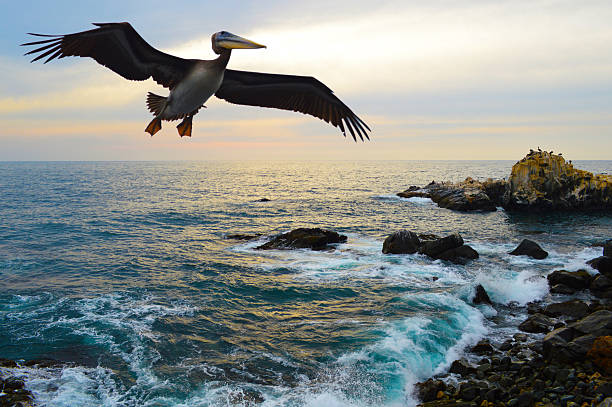 istock Pelican flying over the coast 478477160