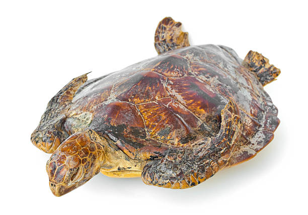 istock Remains of hawksbill sea turtle. 478479169